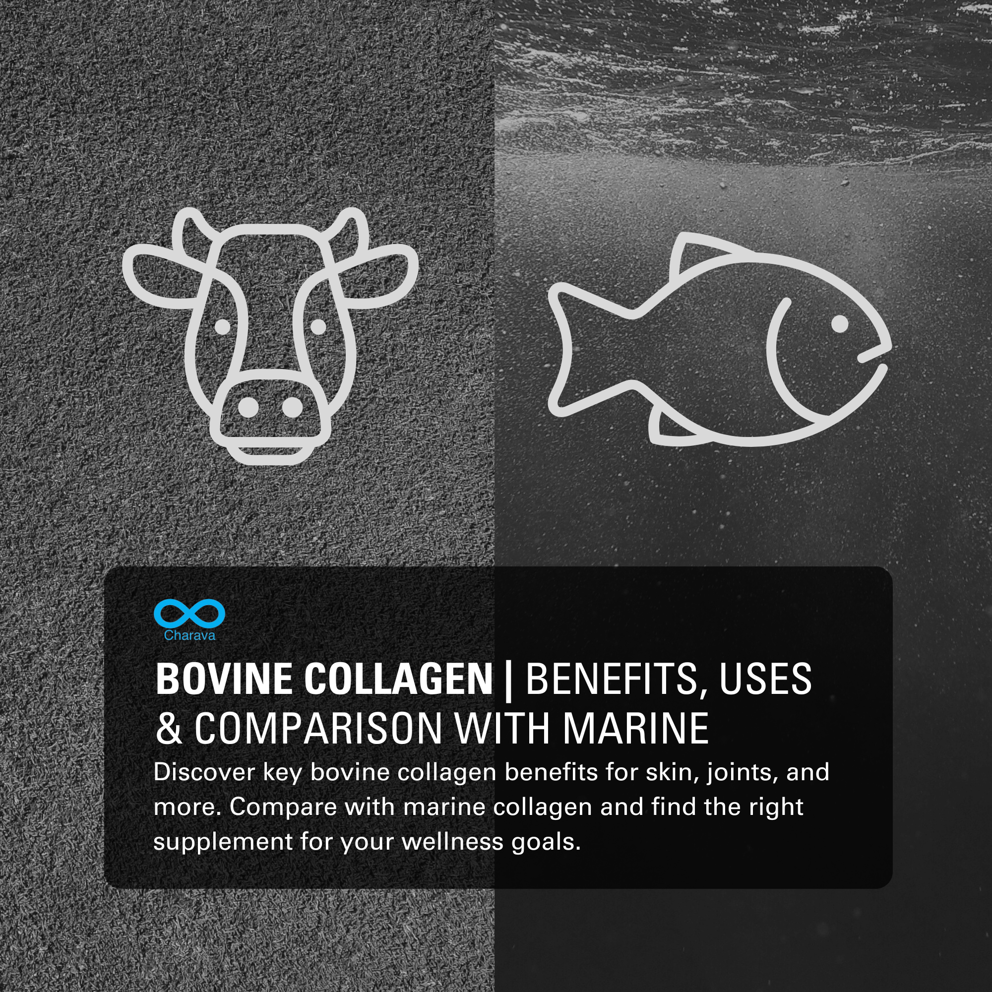 Bovine Collagen Benefits, Uses & Comparison with Marine - Charava UK