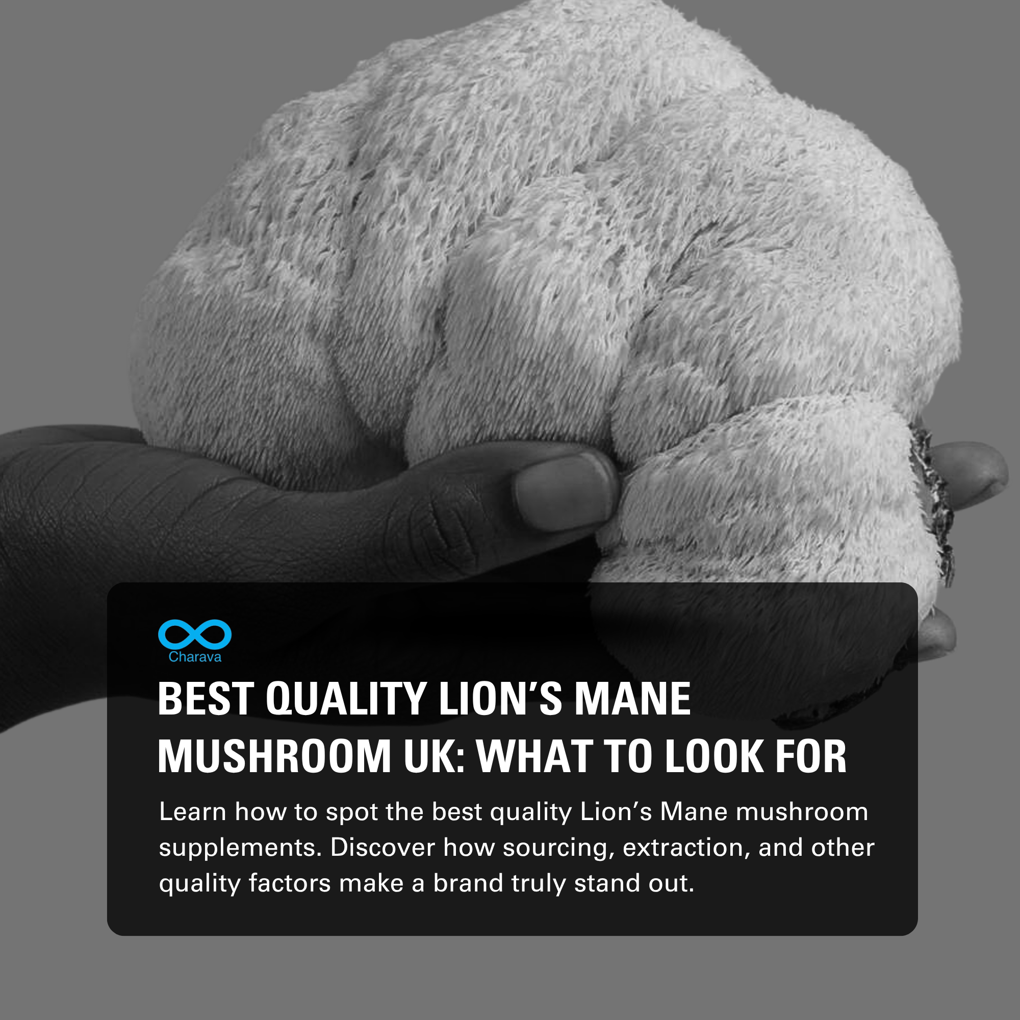 What to Look For in The Best Quality Lion’s Mane Mushroom Supplement - Charava UK